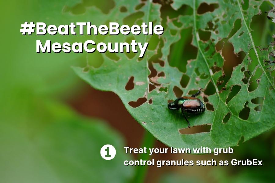 Japanese Beetle walks on damaged leaf with white text reading, "#BeatTheBeetleMesaCounty 1. Treat your lawn with grub control granules such as GrubEx."