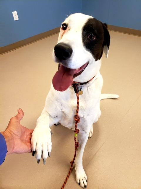 Photograph of a dog with foot raised to shake hands