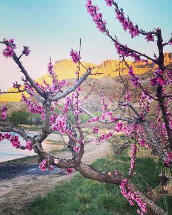 Palisade orchard blooms with Mt. Garfield in background - By Senior Trial Deputy Roundy 