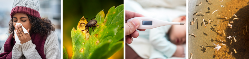 4 scenes about sickness, first a woman blowing nose, second a tick, third a thermometer being held in fingers and last mosquito larvae