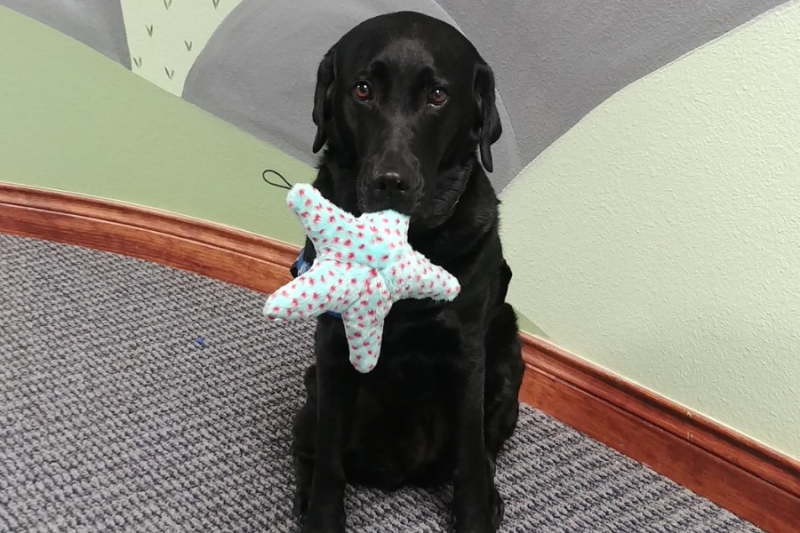 Rachael (black lab facility dog) sits with blue starfish toy in her mouth. 