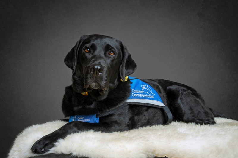 Rachael (black lab facility dog) poses for camera sitting on white furry rug.