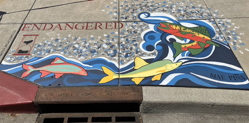 Storm drain art showing endangered fish.