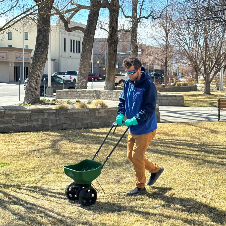 Man applies grub control on lawn