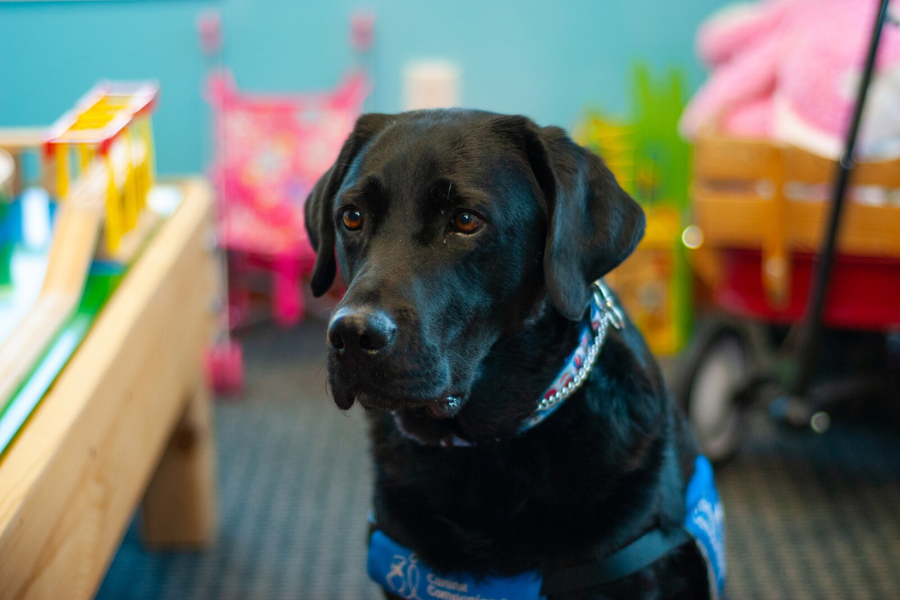 Close up of black lab face looking away from the camera. 