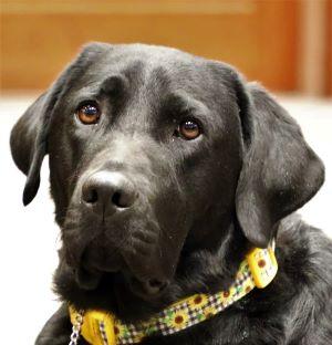 District Attorney Facility Dog Rachael II - close up, black lab.