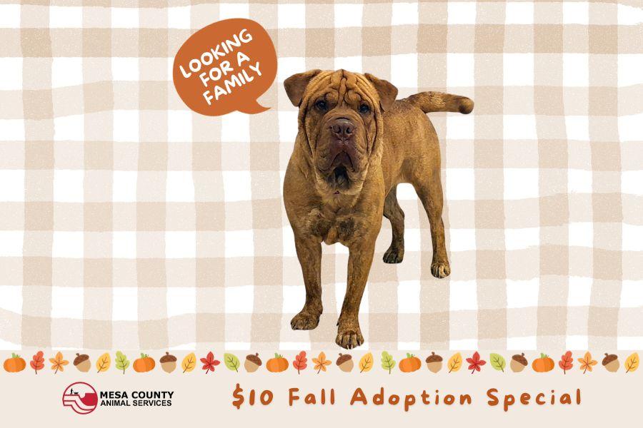 Fall colors and elements showcasing large orange/brown dog with orange text reading "$10 Fall Adoption Special".