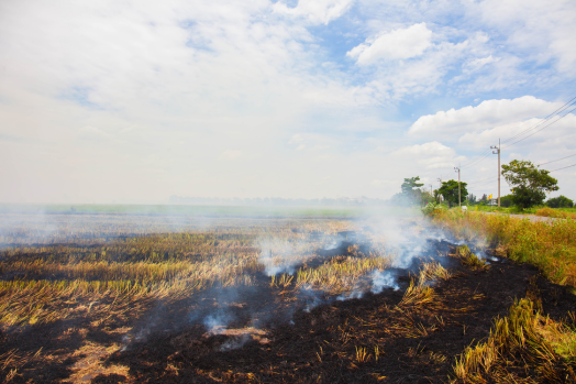 Section of agricultural field burning with smoke coming up from the ground.