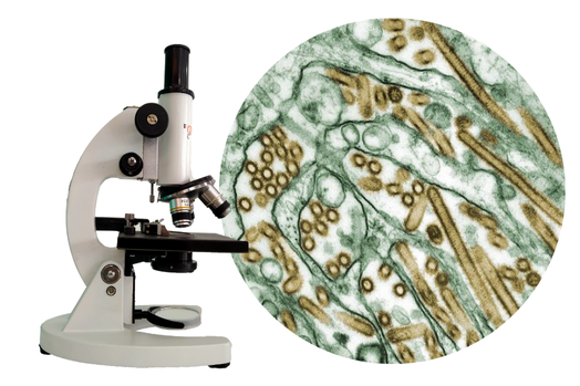 Microscopic image of H5N1 virus cells.