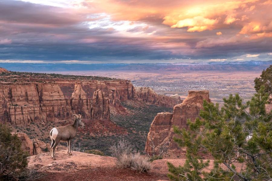 View over Colorado National Monument at sunset with mountain goat looking over edge.