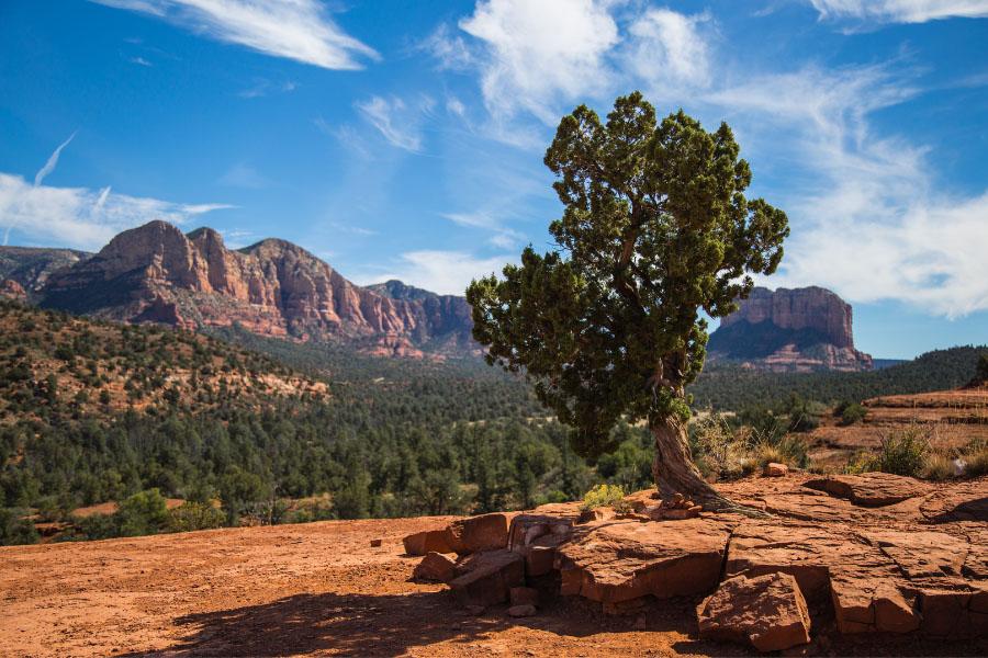 Green tree over Mesa County