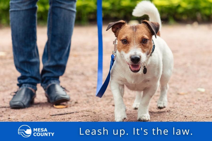 Dog on blue leash next to owners feet with a blue bar at the bottom and white text over reading, "Leash up. It's the law."