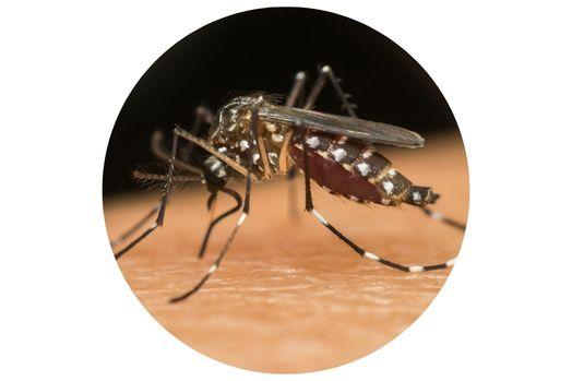 Close up image of mosquito biting a human.